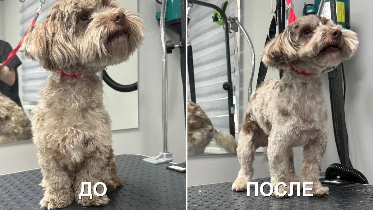 Собака до и после стрижки в салоне «Грумбел»