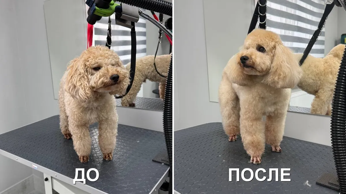 Собака до и после груминга в салоне «Грумбел»