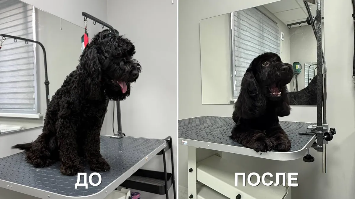 Чёрная собака до и после ухода