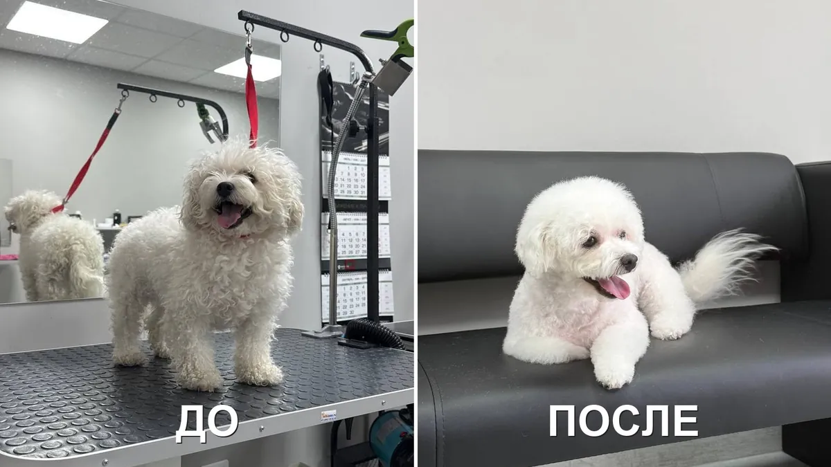 Белая собака до и после стрижки