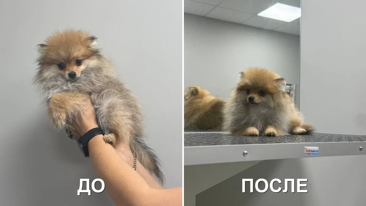 Шпиц до и после ухода