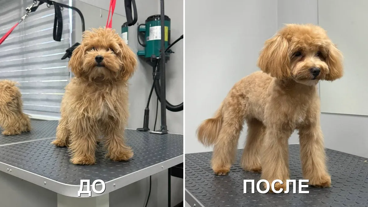 Собака до и после комплексного ухода
