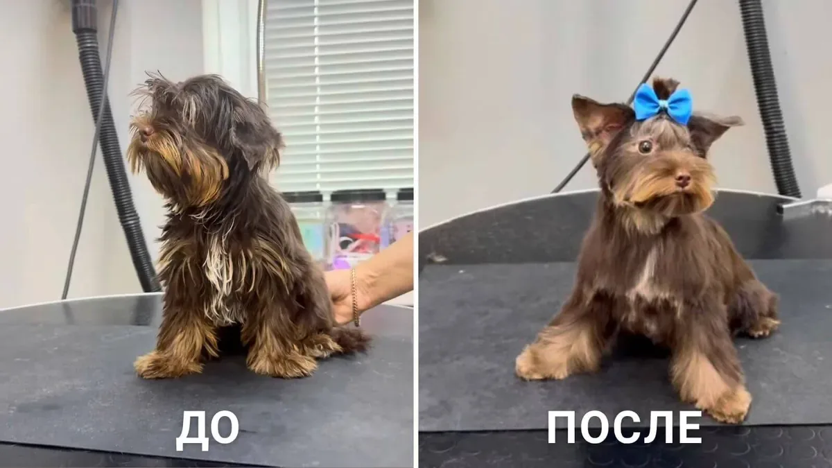 До и после ухода за шерстью