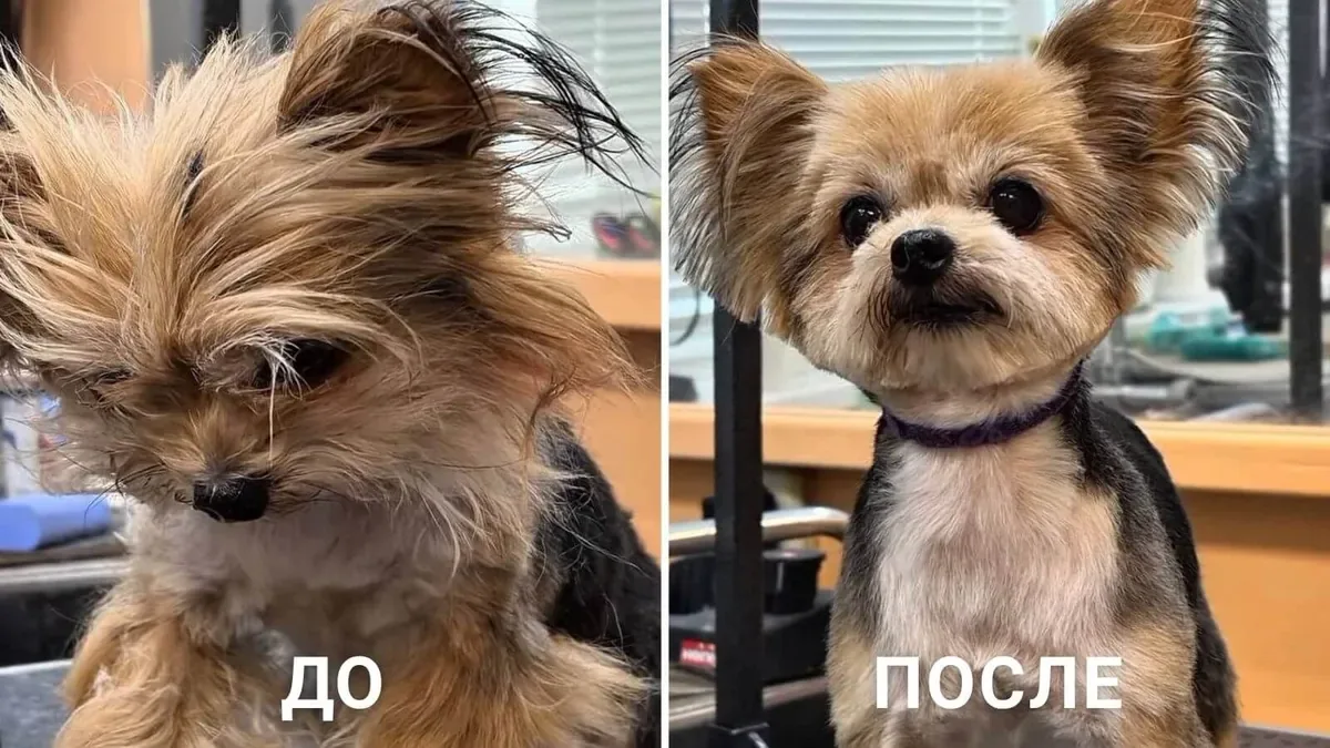 До и после груминга