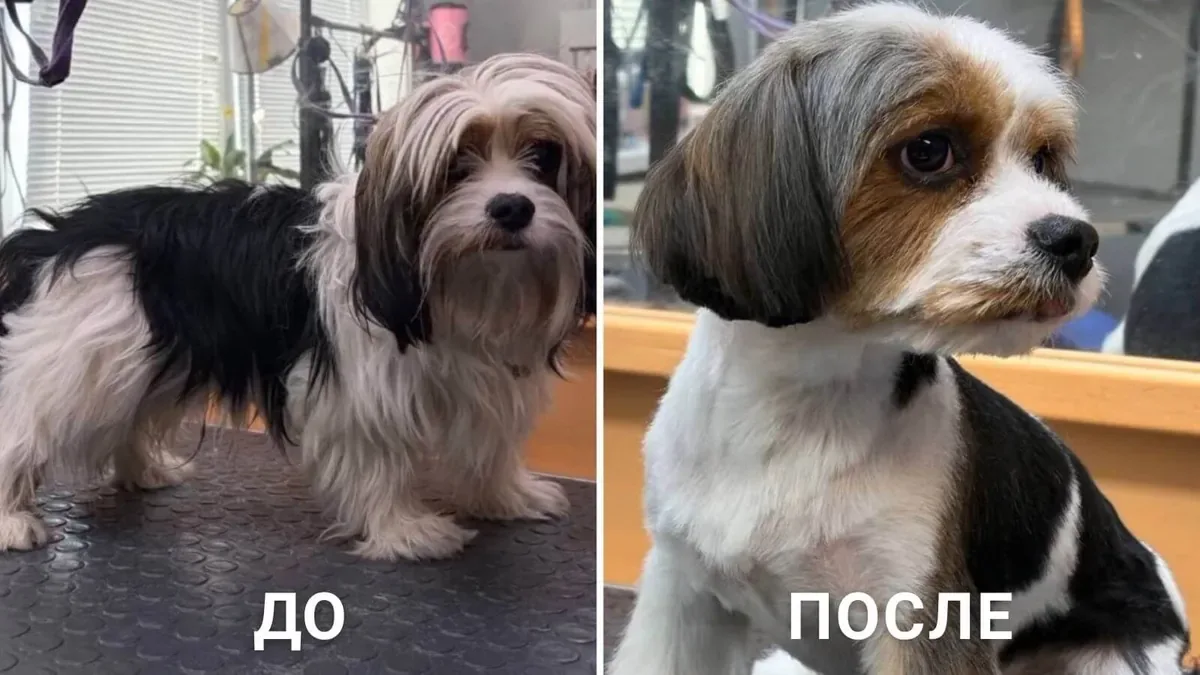 Преображение питомца